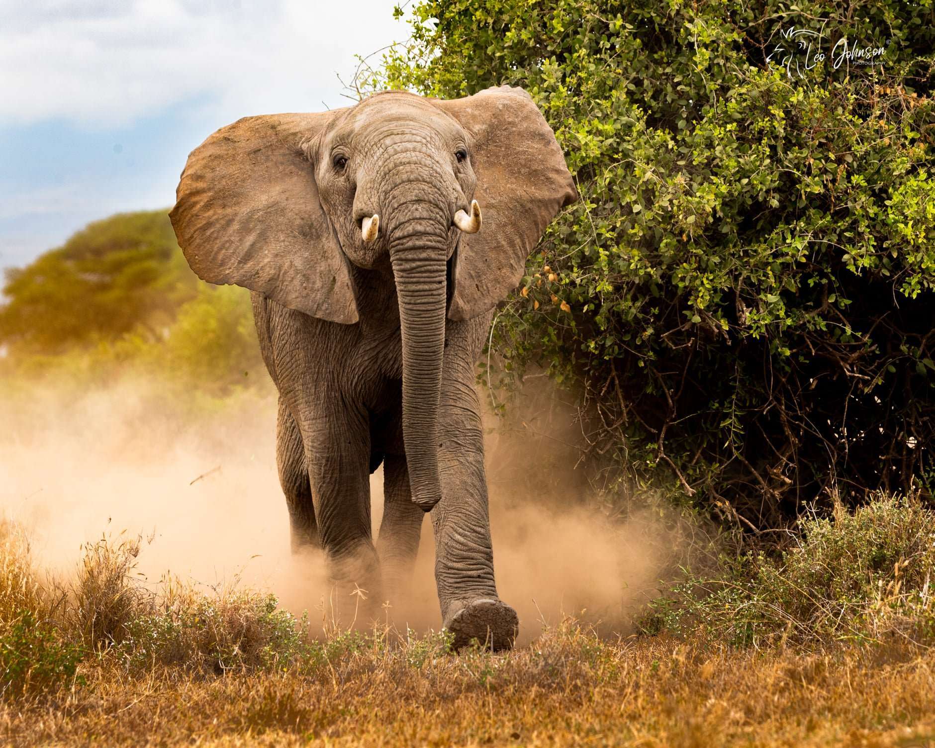 Ever charged by an Elephant? Amazing experience