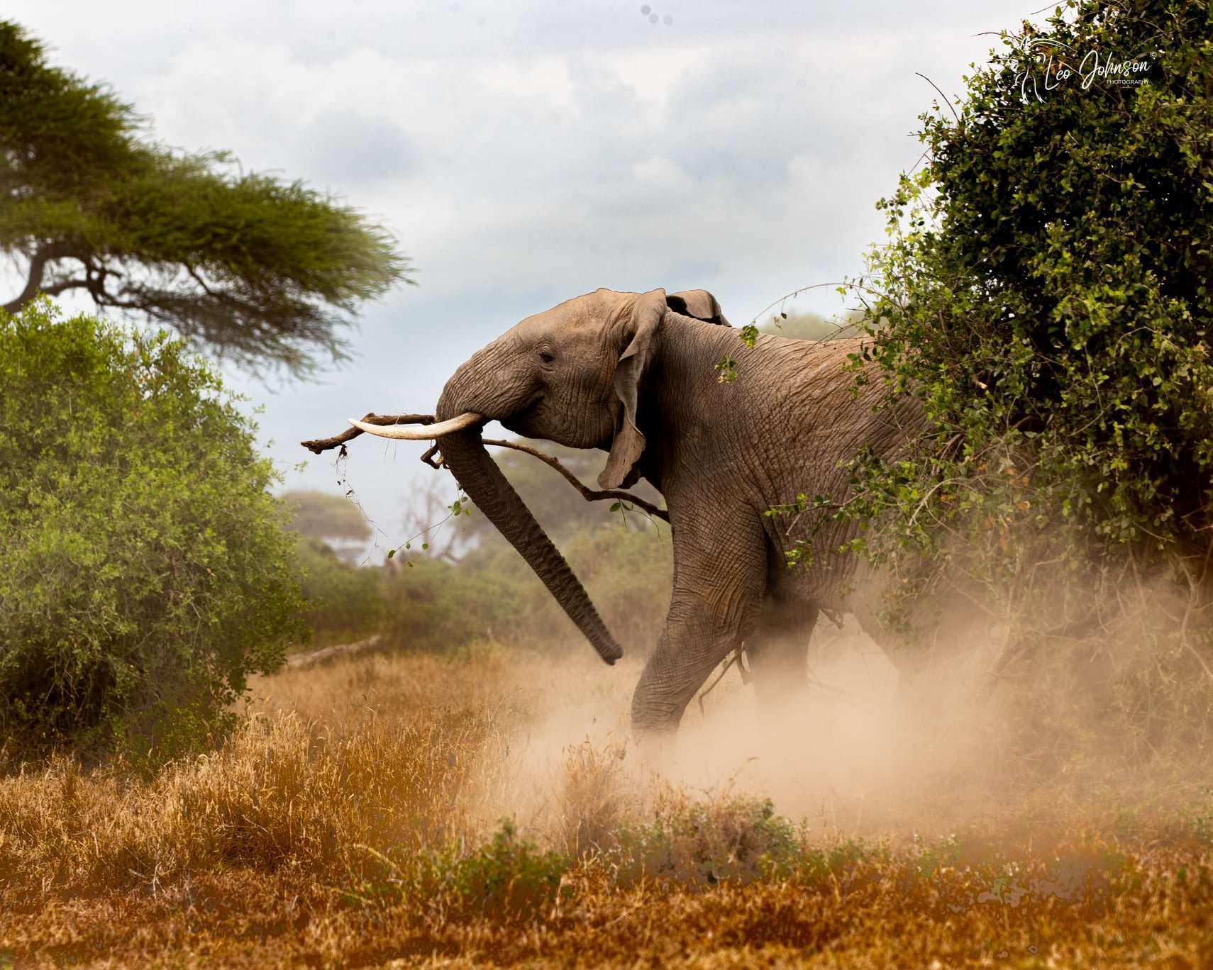 Ever charged by an Elephant? Amazing experience