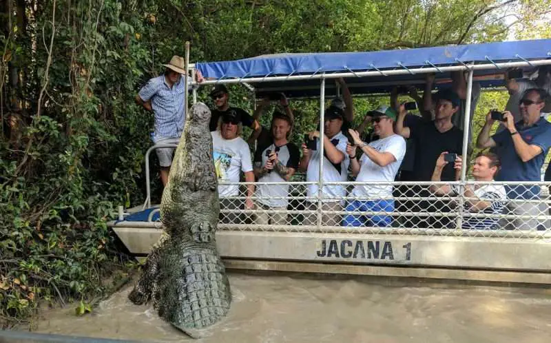 Giant Crocodiles Become Local Celebrities in Beautiful Adelaide River