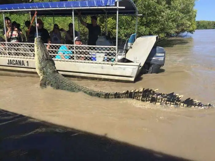 Brutus the Giant Crocodiles Become Local Celebrities in Beautiful Adelaide River