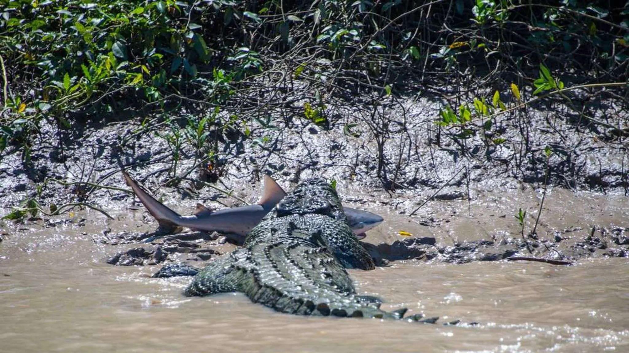 Giant Crocodiles Become Local Celebrities in Beautiful Adelaide River