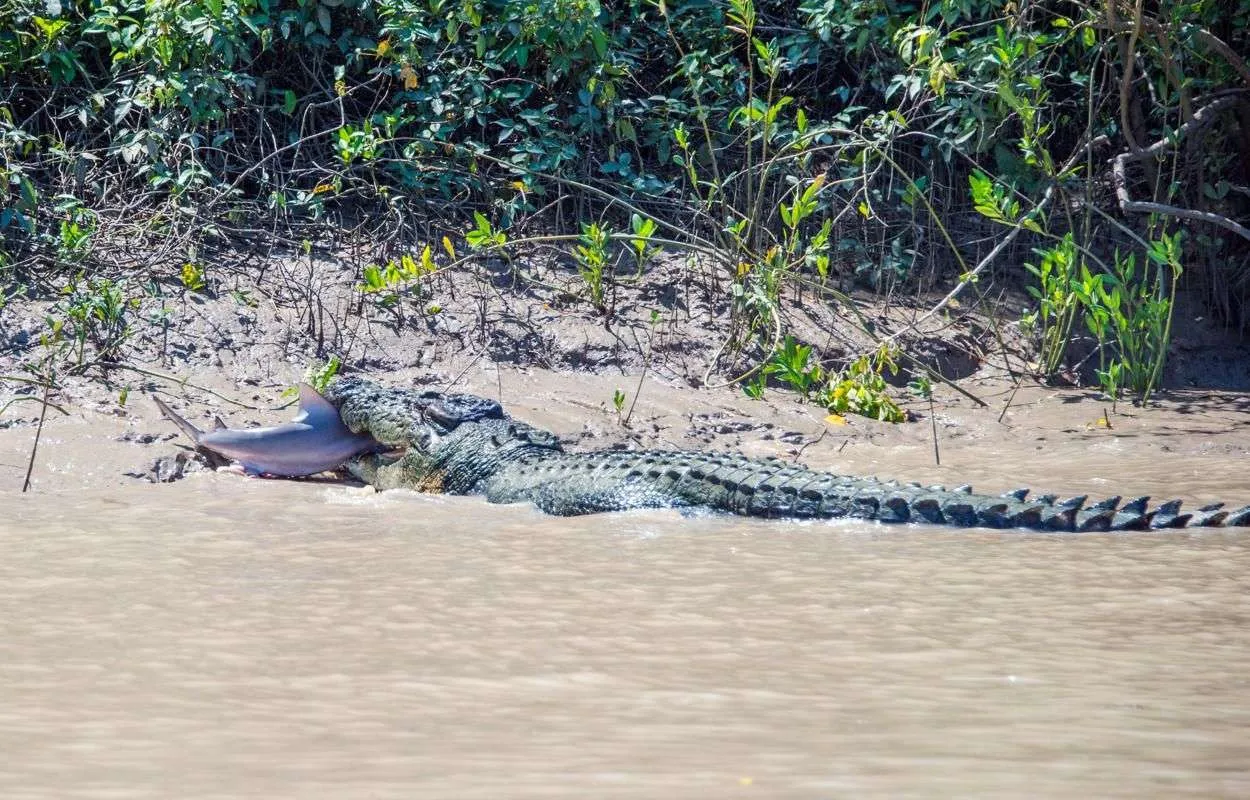 Giant Crocodiles Become Local Celebrities in Beautiful Adelaide River