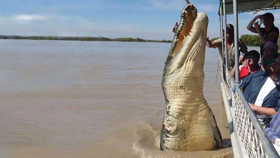 Giant Crocodiles Become Local Celebrities in Beautiful Adelaide River