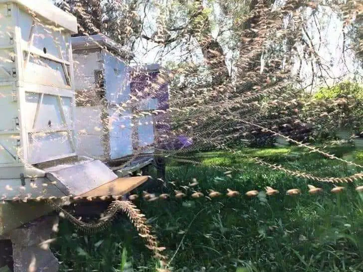 rare photos in the world

Time laps photo of a bee hive. This is how Bees follows leader