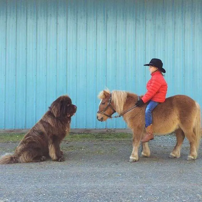 giant dog breeds