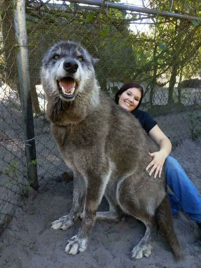 giant dog breeds