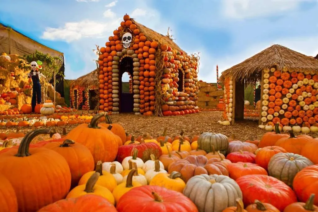 pumpkin patch
halloween festival