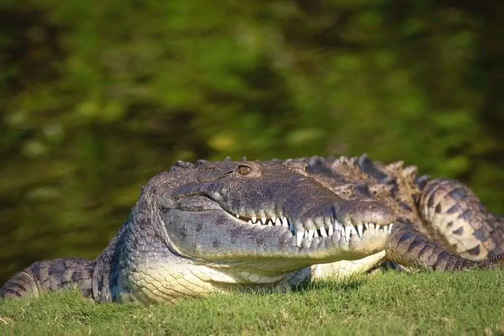 American Crocodile