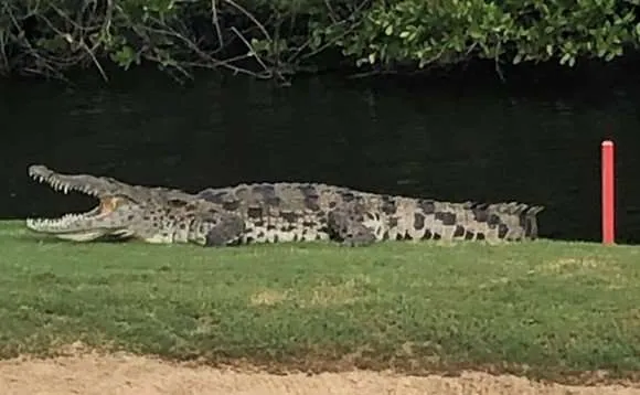 American crocodile
alligators in florida