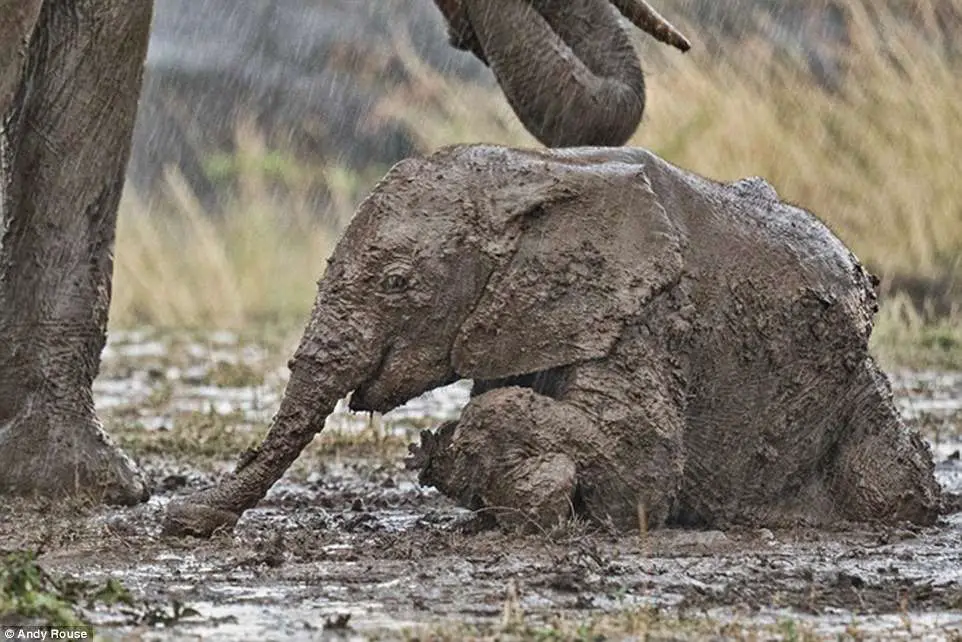 Baby African Elephant Asking Help To Stand Up After He Slipped In The Dirt
