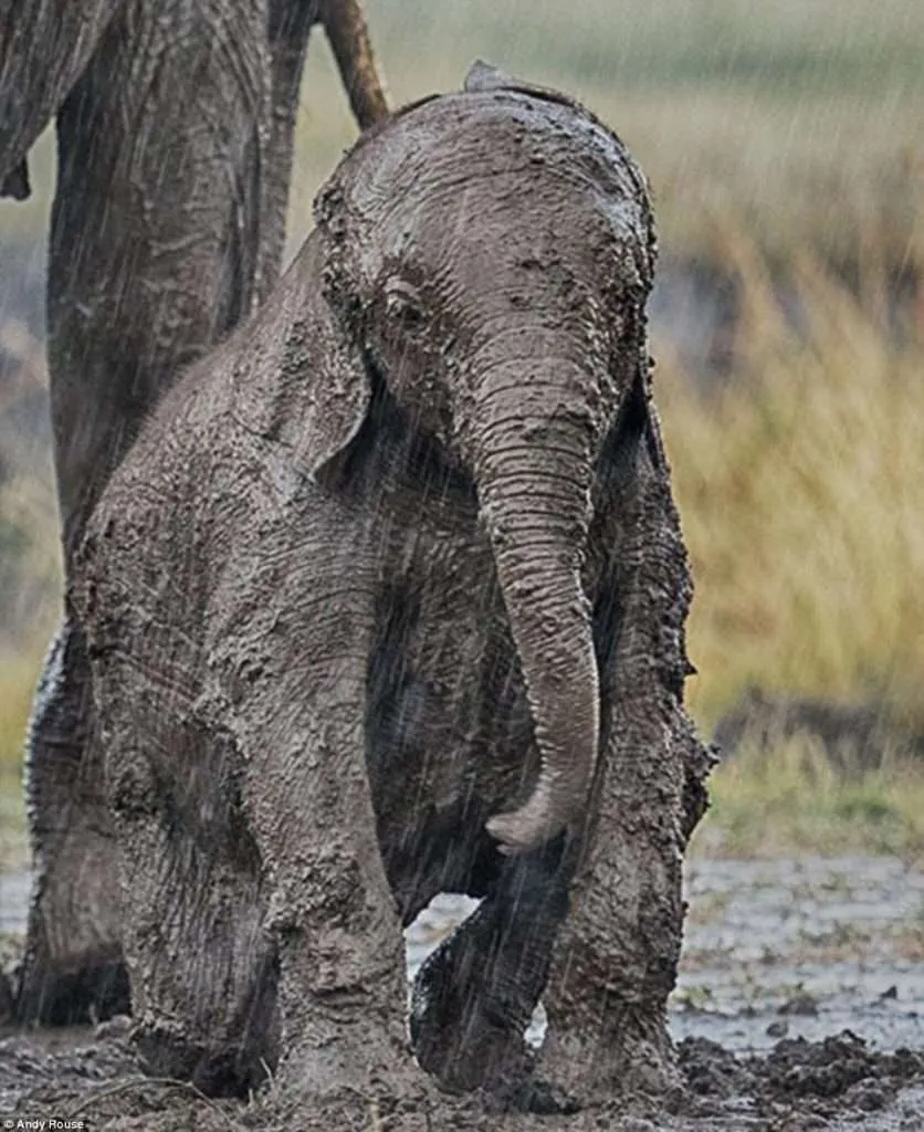 Baby African Elephant Asking Help To Stand Up After He Slipped In The Dirt