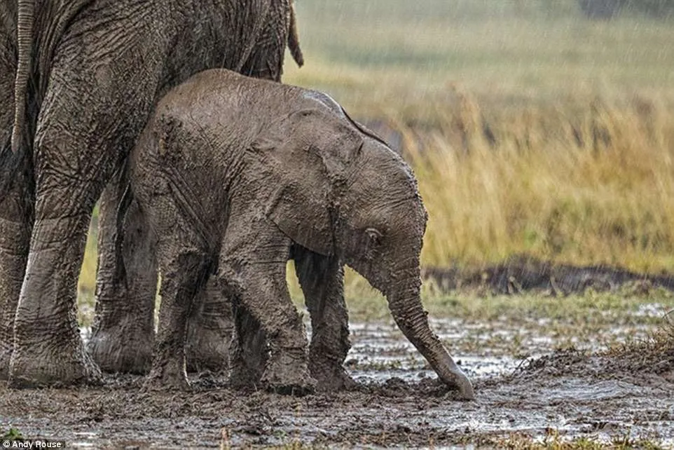 Baby African Elephant Asking Help To Stand Up After He Slipped In The Dirt