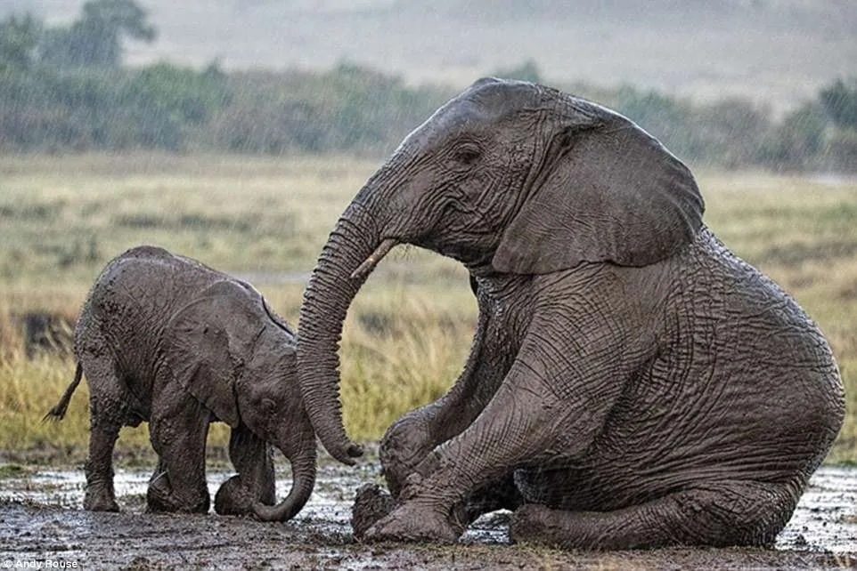 Baby African Elephant Asking Help To Stand Up After He Slipped In The Dirt