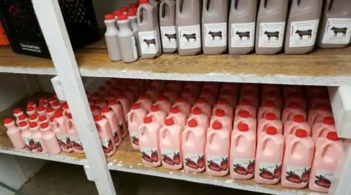 Pennsylvania Dairy Farmer Decides to Bottle His Own Milk Rather than Dump It. Sells Out in Hours with Westmoreland residents support