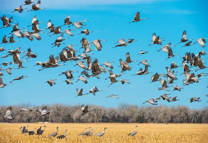 Nebraska Photography, 200 Nebraska Farmers Remained Silent, That Real Owner to Reclaim His Family Farm During The Auction